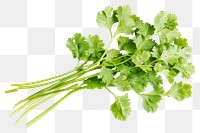 PNG Cilantro cilantro background isolated.