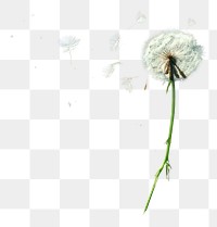 PNG Grass flowers falling dandelion outdoors plant. 