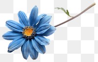 PNG Vibrant blue daisy flower stem