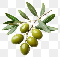 PNG Olives with branch and leaves leaf produce green.