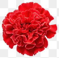 PNG Vibrant red carnation flower bloom