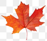 PNG Canada maple leaf isolated illustration photography.