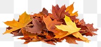 PNG Fall leaves leaf background isolated.