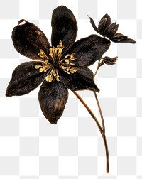 PNG Pressed dark flower isolated dried invertebrate.