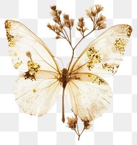 PNG Pressed butterfly flowers art invertebrate.