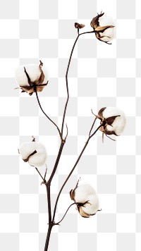 PNG Pressed cotton flowers background plant white.