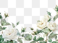 PNG White rose border watercolor blossom pattern flower.