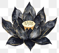 PNG Black lotus watercolor painting accents.