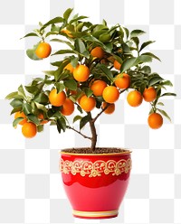 PNG Kumquat Tree plant tree grapefruit. 