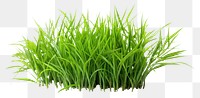 PNG Grass plant green lawn. 