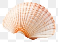 PNG Seashell beach sand white background. 