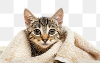 PNG Blanket mammal animal kitten.