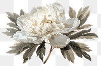 PNG Peony flower plant white.