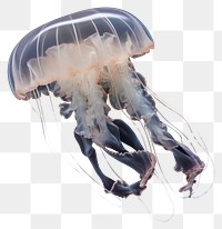 PNG Moon jellyfish animal invertebrate zooplankton. 