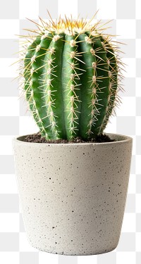 PNG An isolated special cactus plant minimalist houseplant.