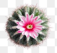 PNG An isolated cactus with pink bloom photography plant view.