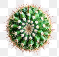 PNG An isolated cactus photography plant round.