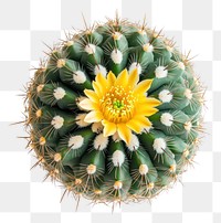 PNG An isolated cactus with yellow bloom plant round view.