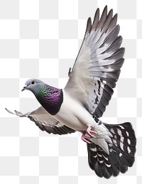 PNG A rock dove flying photography background animal.