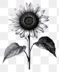 PNG Sunflower drawing sketch white.