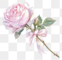 PNG Coquette rose art illustration watercolor.