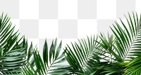 PNG Backgrounds vegetation outdoors nature.