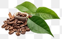 PNG Coffee leaves plant white background ingredient. 