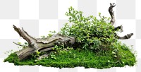 PNG Plant bonsai forest green.