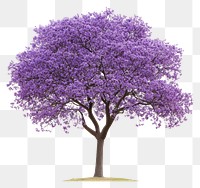 PNG Real blooming Jacaranda tree flowers purple botanical.