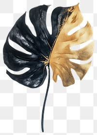 PNG Black color monstera leaf gold nature-inspired.