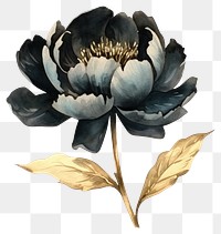 PNG Black color peony watercolor painting flower.