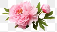 PNG Peony flower blossom plant rose. 