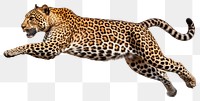 PNG Jumping leopard wildlife cheetah animal. 