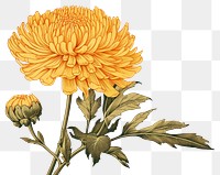 PNG Ukiyo-e art print style Calendula flower petal plant.