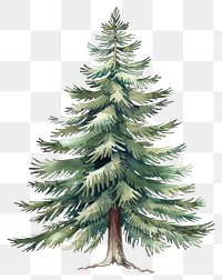 PNG A Pine tree pine illustration watercolor.