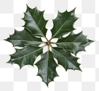 PNG A Christmas Holly leaves leaf photography decoration.