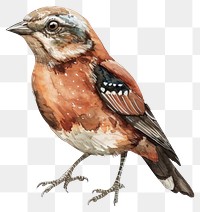 PNG A wild bird illustration watercolor realistic.