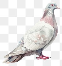 PNG A dove illustration watercolor artwork.