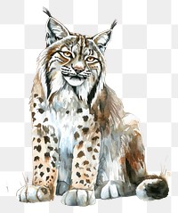 PNG A Eurasian lynx art illustration watercolor.