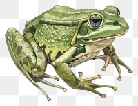 PNG A green frog illustration amphibian realistic.