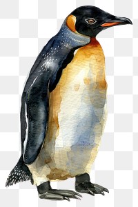 PNG A Penguin penguin illustration watercolor.