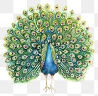 PNG A Peacock peacock illustration artwork.