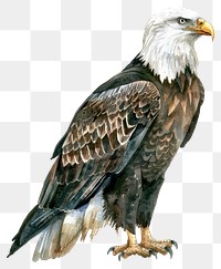 PNG An Eagle eagle illustration realistic.