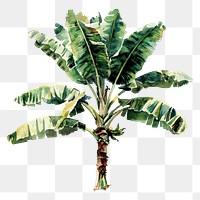 PNG An isolated banana tree illustration watercolor nature.