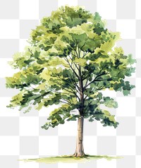 PNG An isolated beech tree art illustration watercolor.