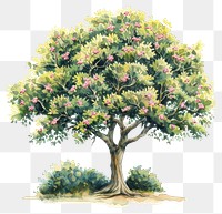 PNG An isolated big tree with pink flowers full of tree art illustration watercolor.