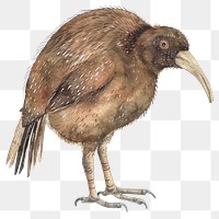 PNG An isolated kiwi bird illustration watercolor artwork.