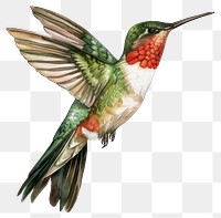 PNG An isolated hummingbird illustration watercolor artwork.