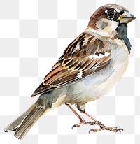 PNG An isolated Sparrow sparrow illustration watercolor.