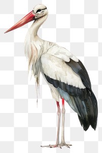 PNG An isolated stork illustration watercolor realistic.